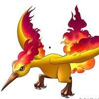 火焰鸟图片大全,绚丽多彩的火焰精灵风采展示