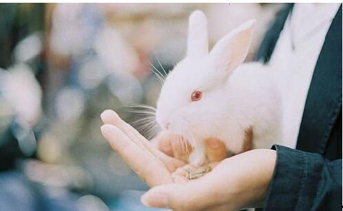 兔子病症大全图片,兔子常见病症图解与概述