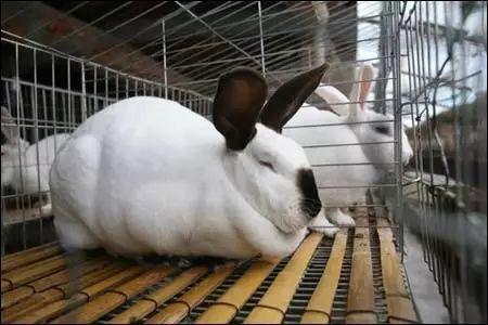兔子病症大全图片,兔子常见病症图解与概述