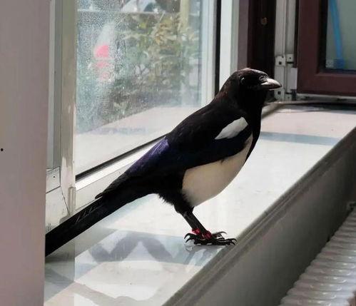 喜鹊视频,捕捉生活瞬间，展现人间美好