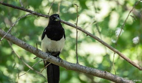 喜鹊视频,捕捉生活瞬间，展现人间美好