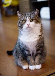 日本小猫,治愈系小猫的温馨日常