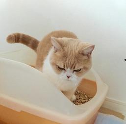 日本小猫,治愈系小猫的温馨日常