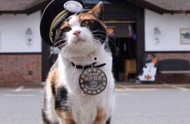 日本小猫,治愈系小猫的温馨日常