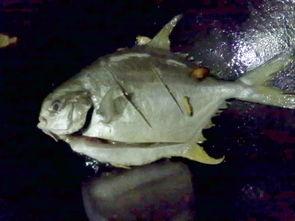 白枪鱼图片,白枪鱼之美