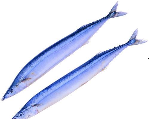 白枪鱼图片,白枪鱼之美