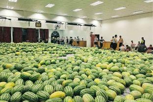 许昌今日头条卖瓜,新鲜瓜果任你挑，夏日炎炎解渴佳选