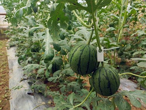 减肥期间可以吃黑吊瓜吗,黑吊瓜——健康饮食的绿色选择