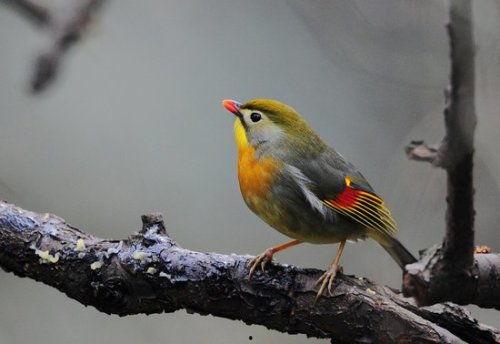 江西鸟类名字图片大全,百鸟争鸣，生态画卷