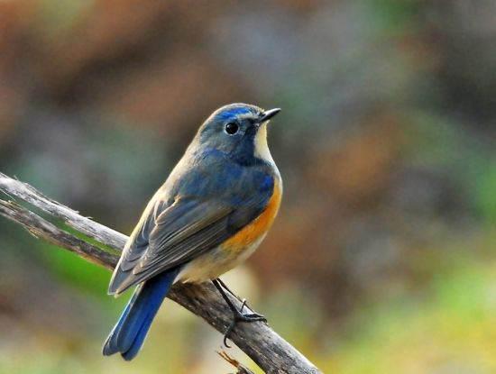 江西鸟类名字图片大全,百鸟争鸣，生态画卷