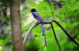 江西鸟类名字图片大全,百鸟争鸣，生态画卷