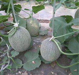 甘肃今日哈密瓜价格查询,甘肃今日哈密瓜价格行情一览