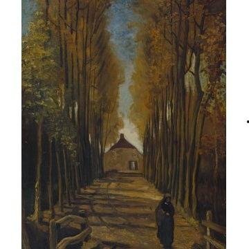 白竹图片,自然界的清新使者