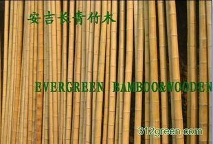 白竹图片,自然界的清新使者