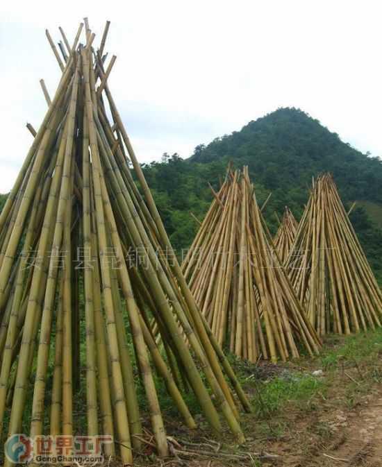 白竹图片,自然界的清新使者