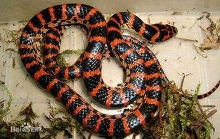 韩国有蛇吗,韩国的蛇类生态概览