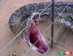 韩国有蛇吗,韩国的蛇类生态概览