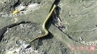 韩国有蛇吗,韩国的蛇类生态概览