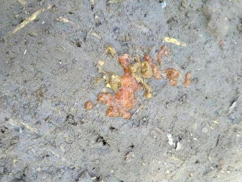 大便拉出虫子图片,大便虫子图片揭示健康隐患