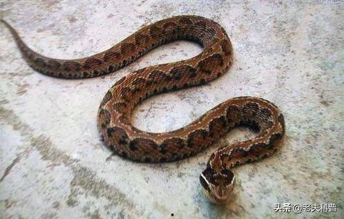 土布袋蛇图片,探寻神秘土布袋蛇的生态奥秘