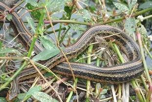 土布袋蛇图片,探寻神秘土布袋蛇的生态奥秘