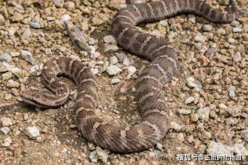 土布袋蛇图片,探寻神秘土布袋蛇的生态奥秘