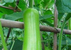 瓠瓜价格今日行情最新,今日行情解析与趋势预测”