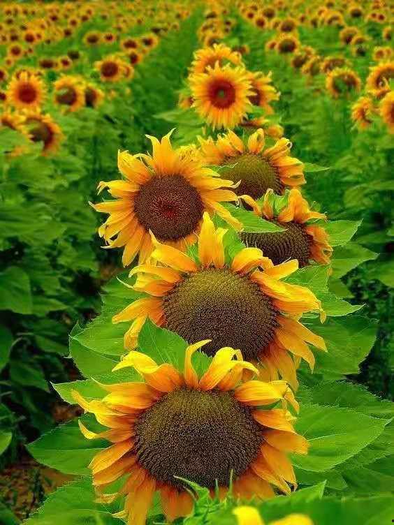 葵花图片大全,自然之美与生命力的颂歌