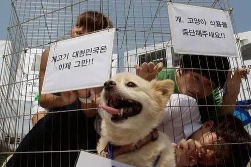 韩国人狗大,从街头艺人到网络红人的蜕变之路