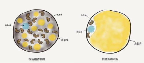 脂肪的图片,揭秘健康脂肪的神奇力量