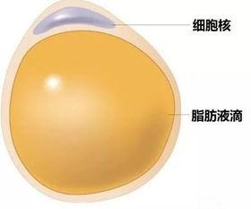 脂肪的图片,揭秘健康脂肪的神奇力量