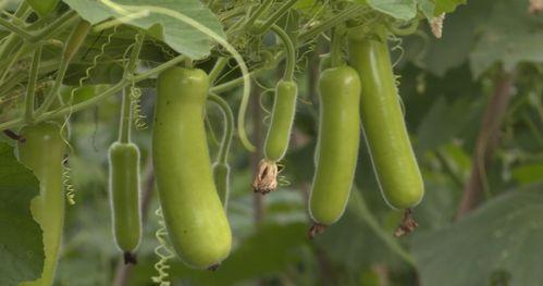 今日瓜菜价最新行情,新鲜直供，价格波动一览