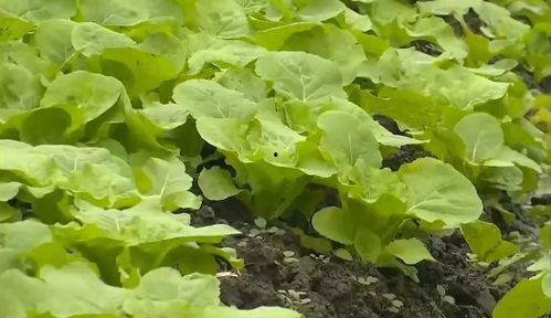 今日瓜菜价最新行情,新鲜直供，价格波动一览