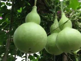 今日头条买葫芦瓜,葫芦瓜种植攻略，轻松收获美味佳肴