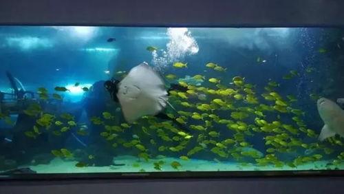 青岛海底世界视频,青岛海底世界探秘之旅