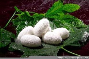 蚕宝宝图片,从卵到丝的蜕变之旅