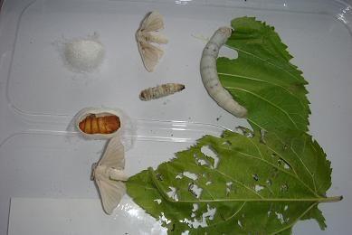 蚕宝宝图片,从卵到丝的蜕变之旅