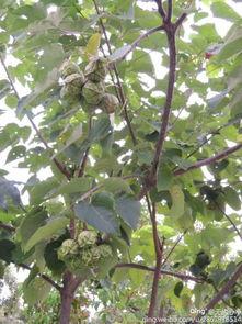 桐油树图片,大自然的绿色瑰宝