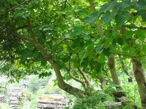 桐油树图片,大自然的绿色瑰宝