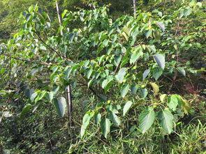 桐油树图片,大自然的绿色瑰宝