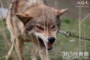 血狼犬在线观看完整,生死守护，忠诚见证