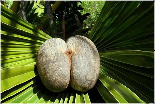 海椰子的图片,热带天堂中的珍稀果实