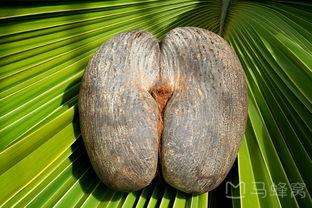海椰子的图片,热带天堂中的珍稀果实