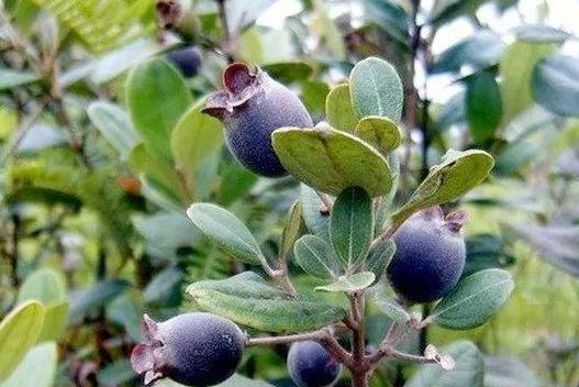 山稔子图片,大自然的馈赠，养生佳果的奥秘