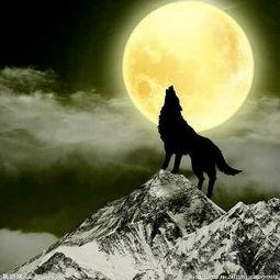 狼和美女图片大全,神秘邂逅的奇幻画卷