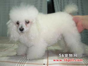 标准贵宾犬图片大全,领略优雅与智慧的完美结合