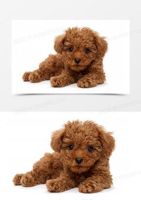 标准贵宾犬图片大全,领略优雅与智慧的完美结合