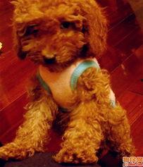 标准贵宾犬图片大全,领略优雅与智慧的完美结合