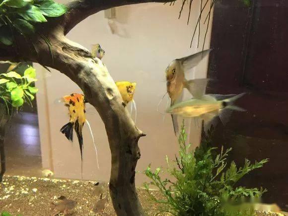 燕鱼品种图片大全,色彩斑斓的水中精灵