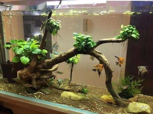 燕鱼品种图片大全,色彩斑斓的水中精灵